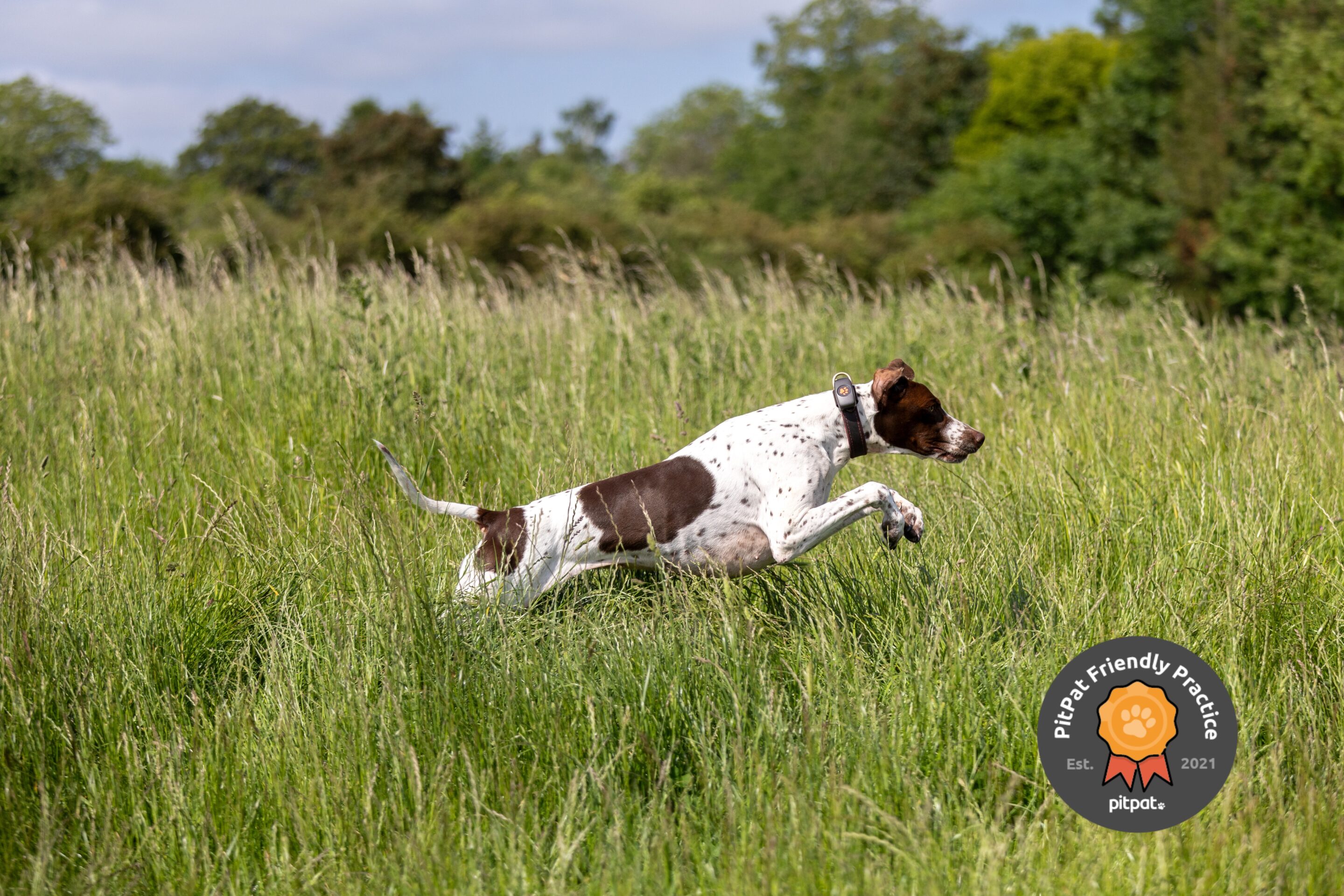 A dog running in a long grass field. It is wearing a Pit Pat GPS tracker to help with preventing dog theft.