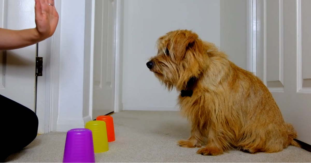 A dog playing a game of 'Which cup?'