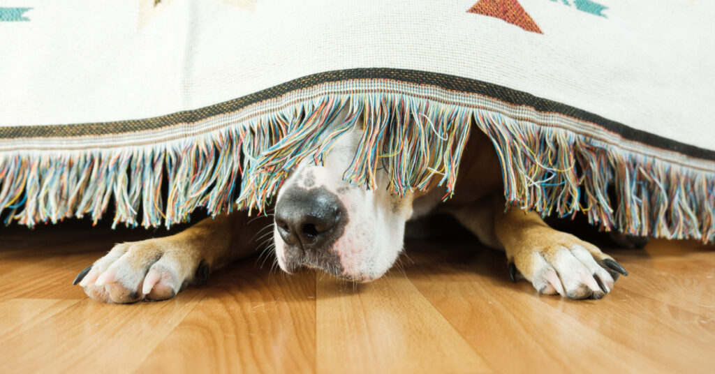 A dog's snout and paws poking out from under a blanket as it plays a game of hide and seek.