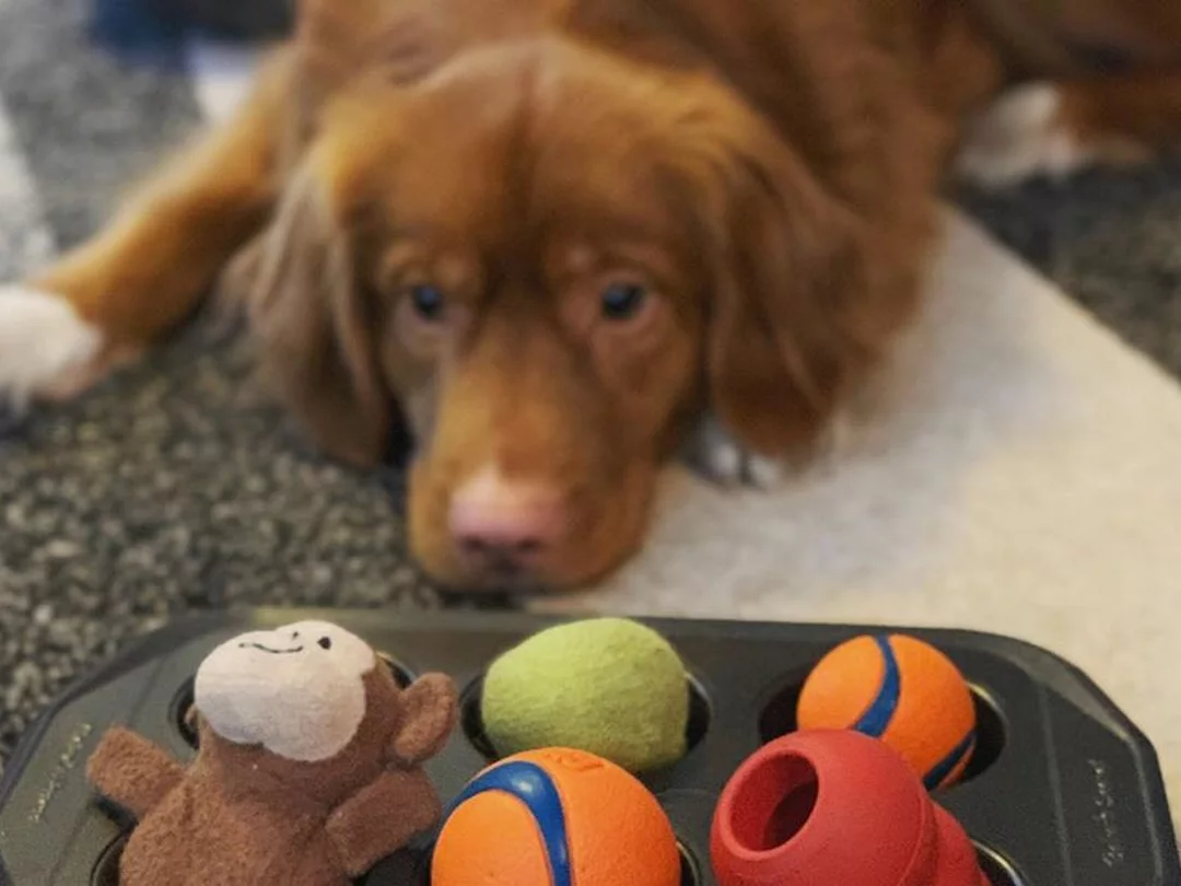 Scent games for dogs: A dog playing the muffin tin game.