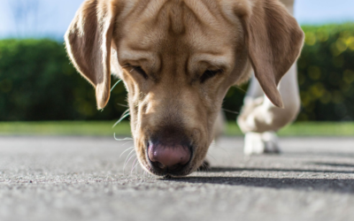 5 Simple Scent Games for Dogs