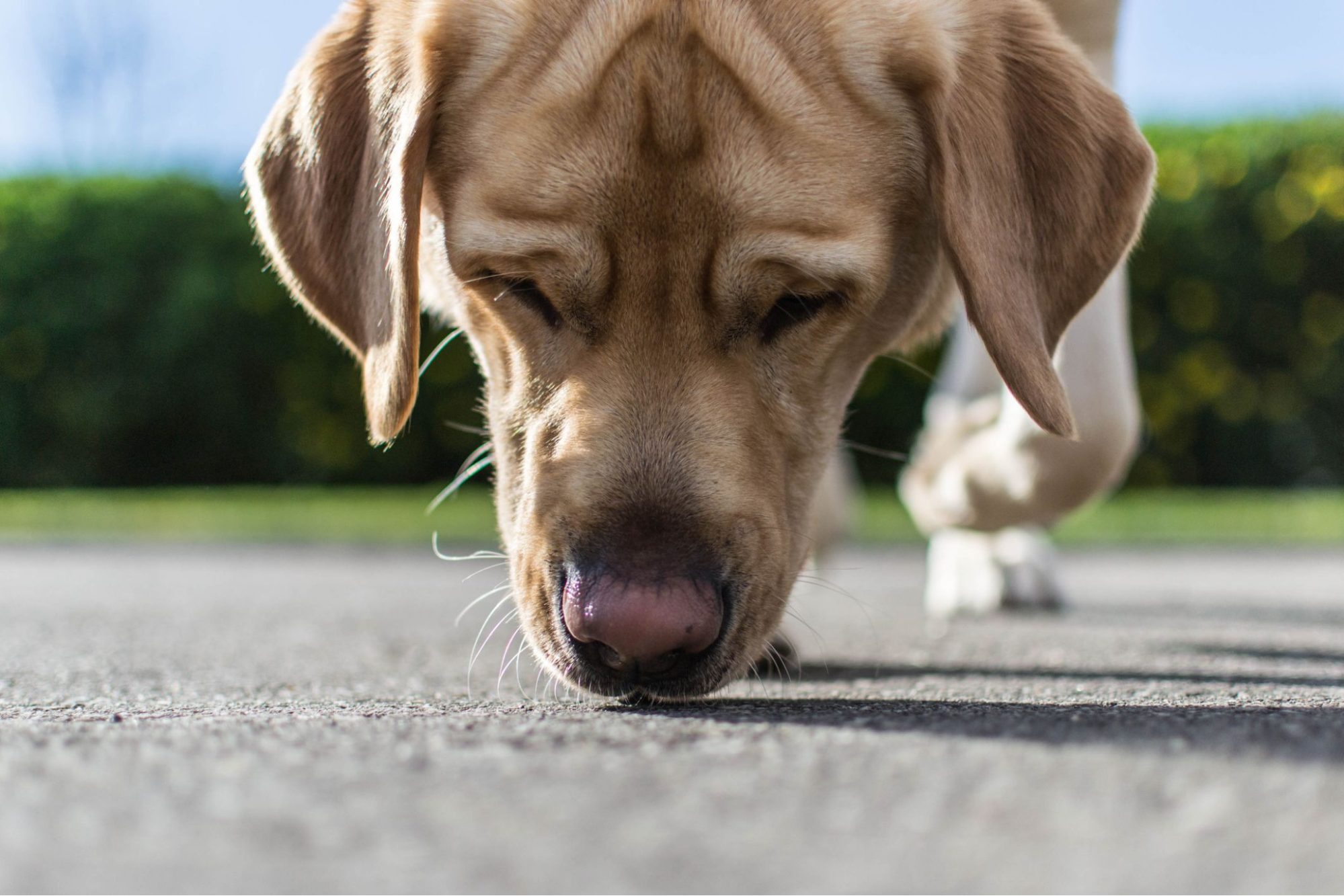 Scent games for dog: A labrador sniffing a treat 'breadcrumb' trail.