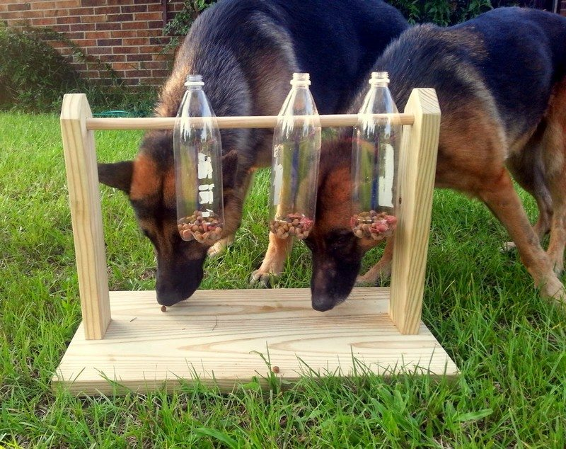 Two german shepherds playing a spin the bottle scent game for dogs.