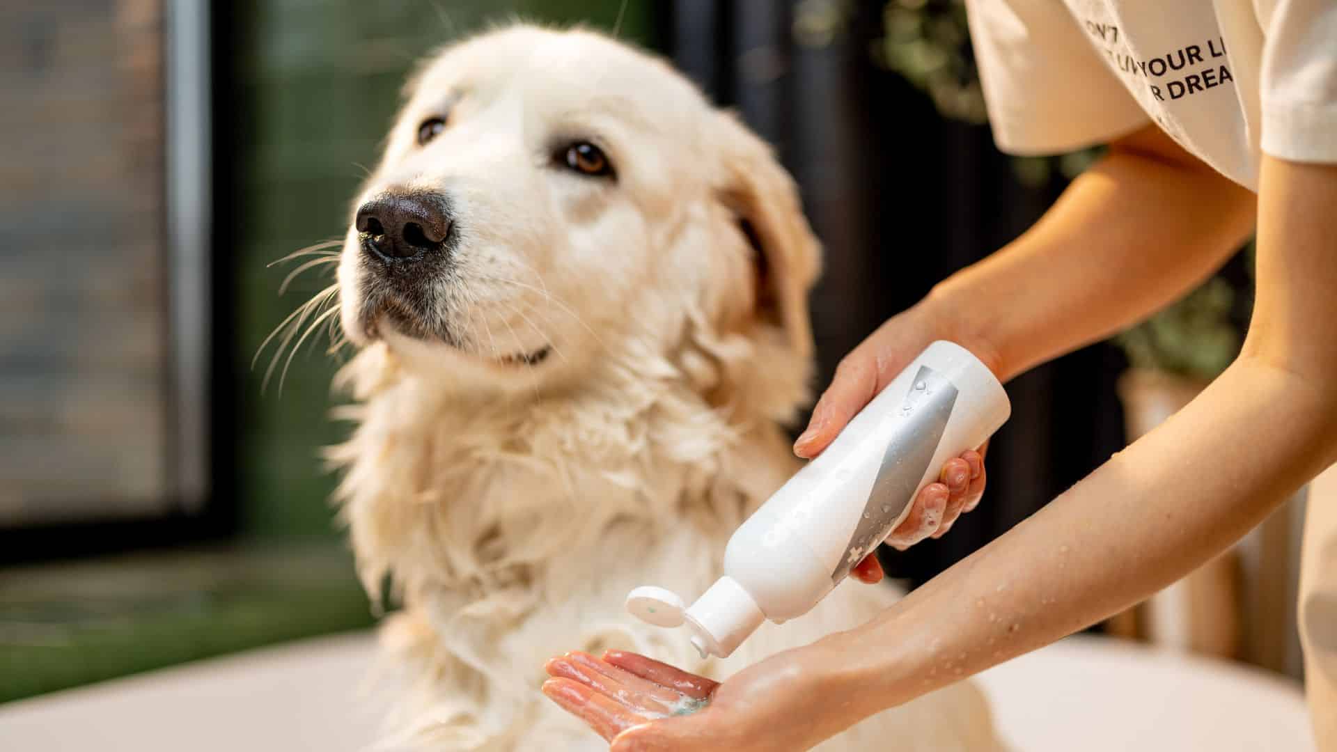 Dog grooming: Types of dog coats