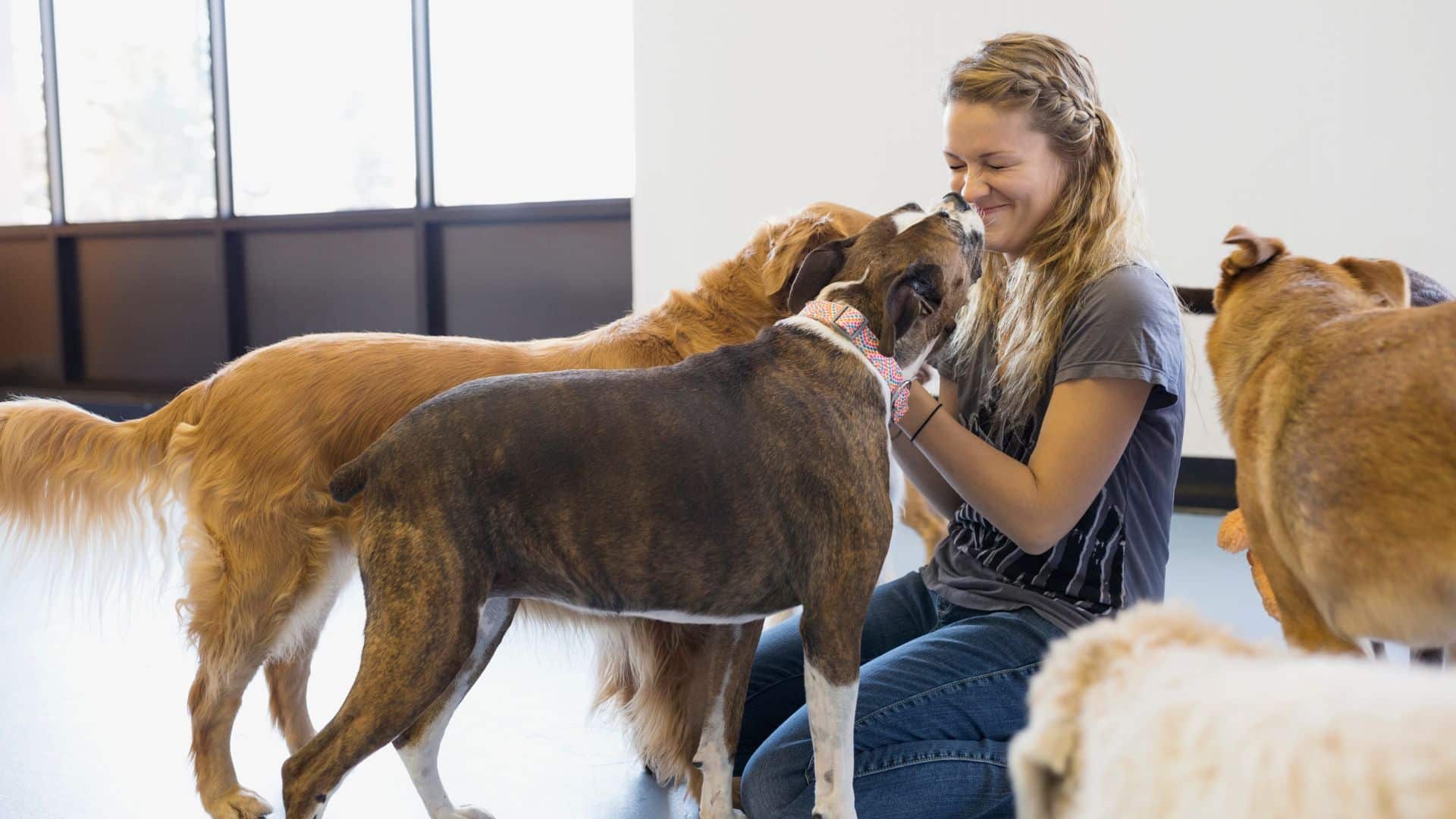 Do you need a license to start a dog daycare business? 