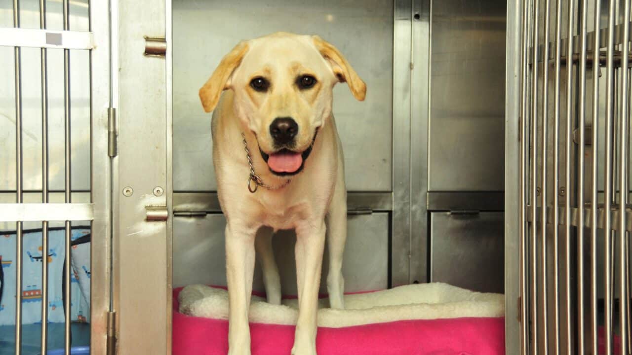 How Much Does A Dog Boarding Business Make A Year How Much Does A Dog Boarding Business Make A Year