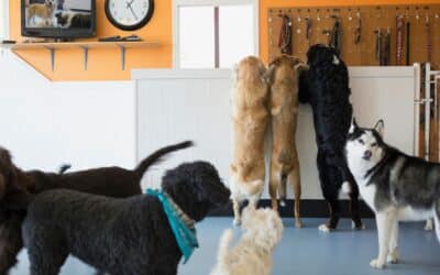 Do You Need a License to Open a Dog Daycare?