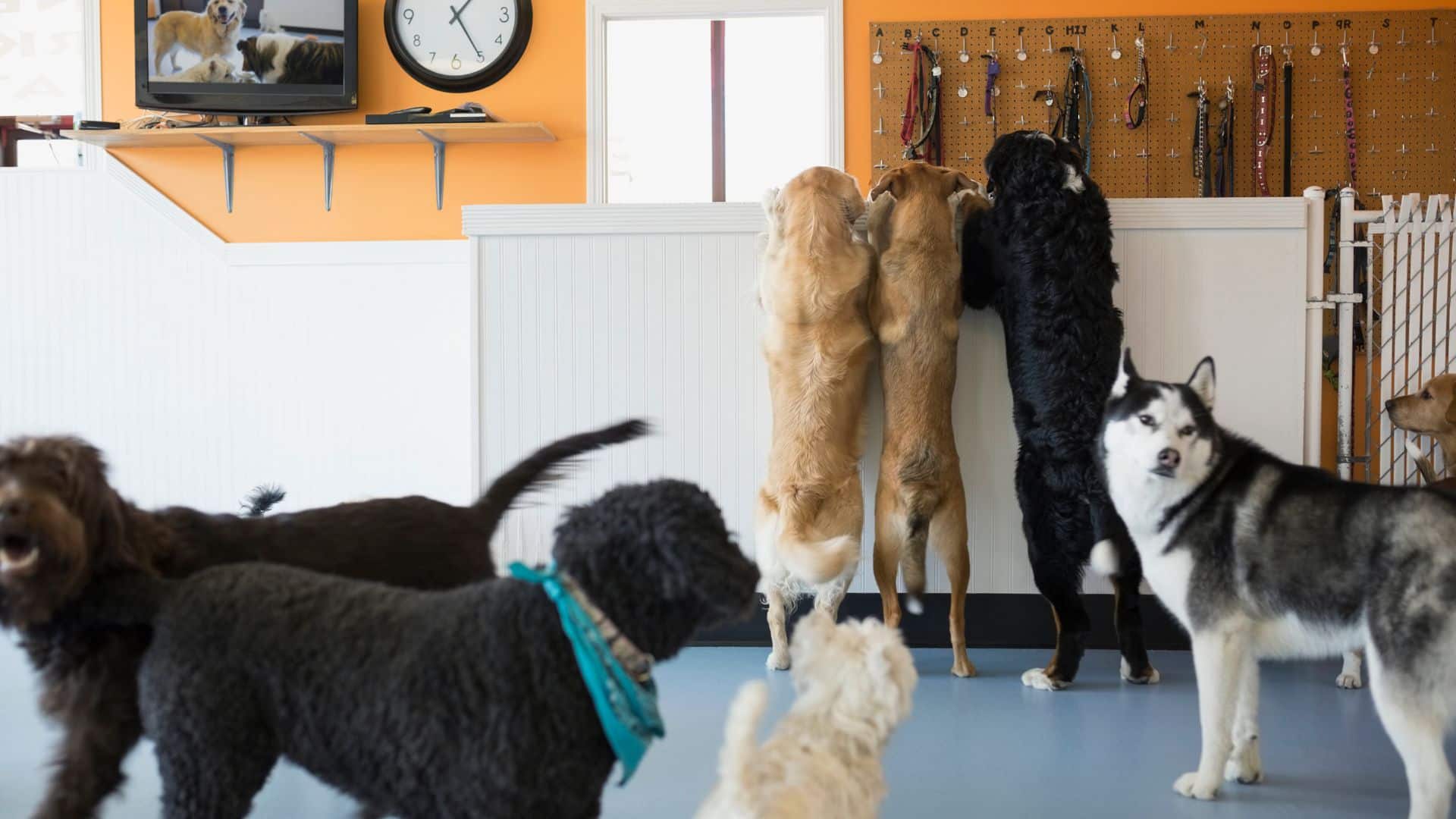 Do you need a license to open a dog daycare?