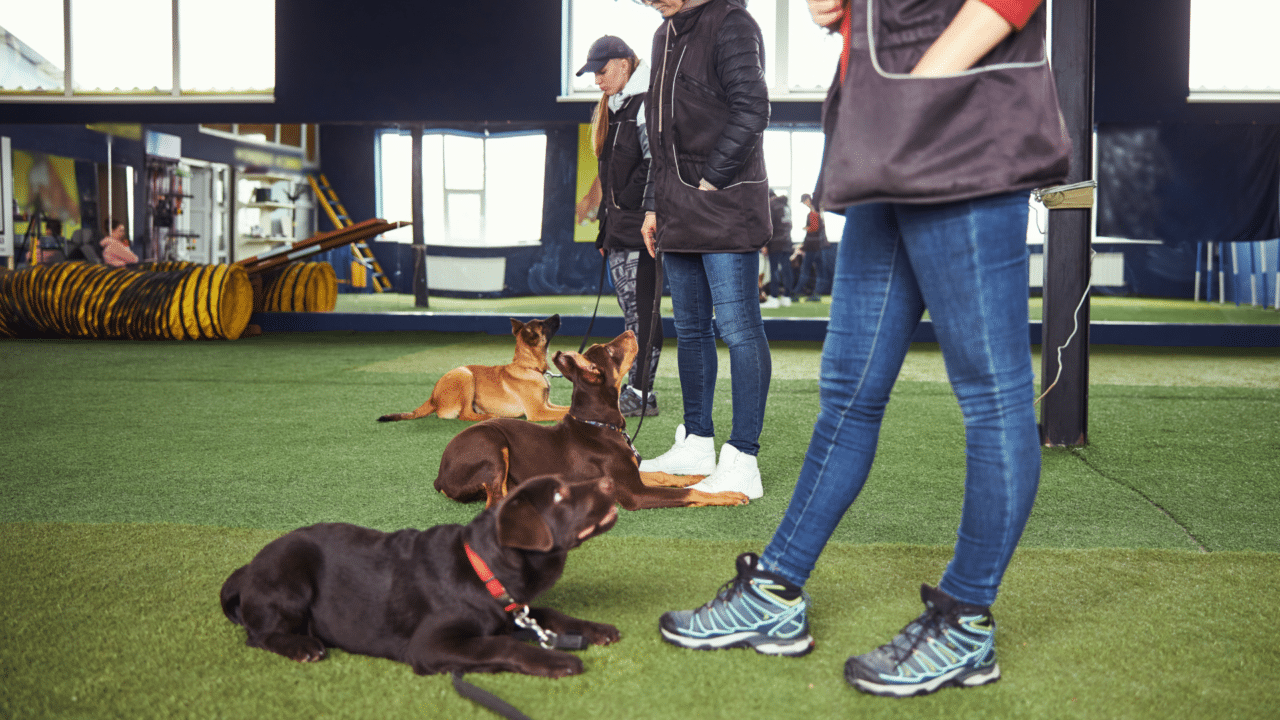 Dog Behaviorist vs Dog Trainer What's the difference?