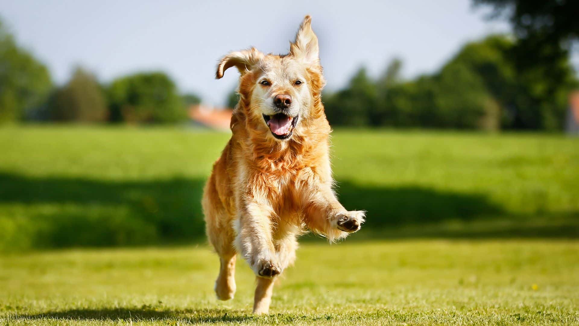 Dog essentials: Preparing for warm weather - A golden retriever leaping through a field of green grass in the sun.