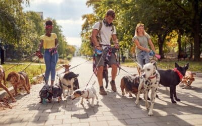 The Power of Networking for Pet Businesses: Building Connections