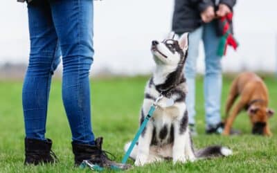 Schools In: Promoting Your Dog Walking Business During the School Year