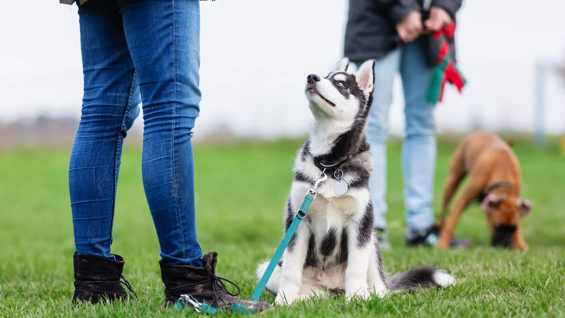 Promoting your dog walking business during the school year