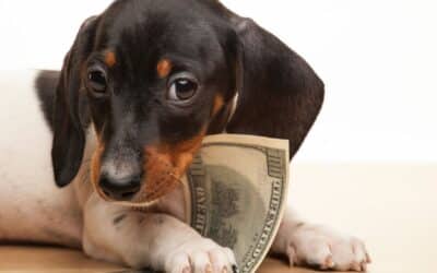 Finding the Right Price: Should You Increase Your Pet Business Prices?
