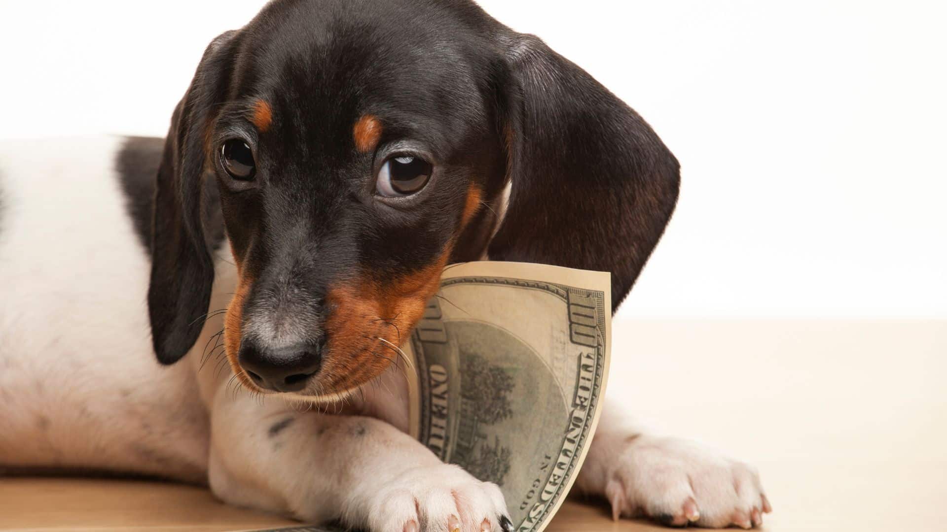Should you raise your pet business prices?