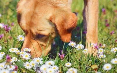 Why is Sniffing Important for Cats and Dogs?
