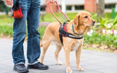 International Guide Dog Day: Honoring Canine Companions and Their Impact