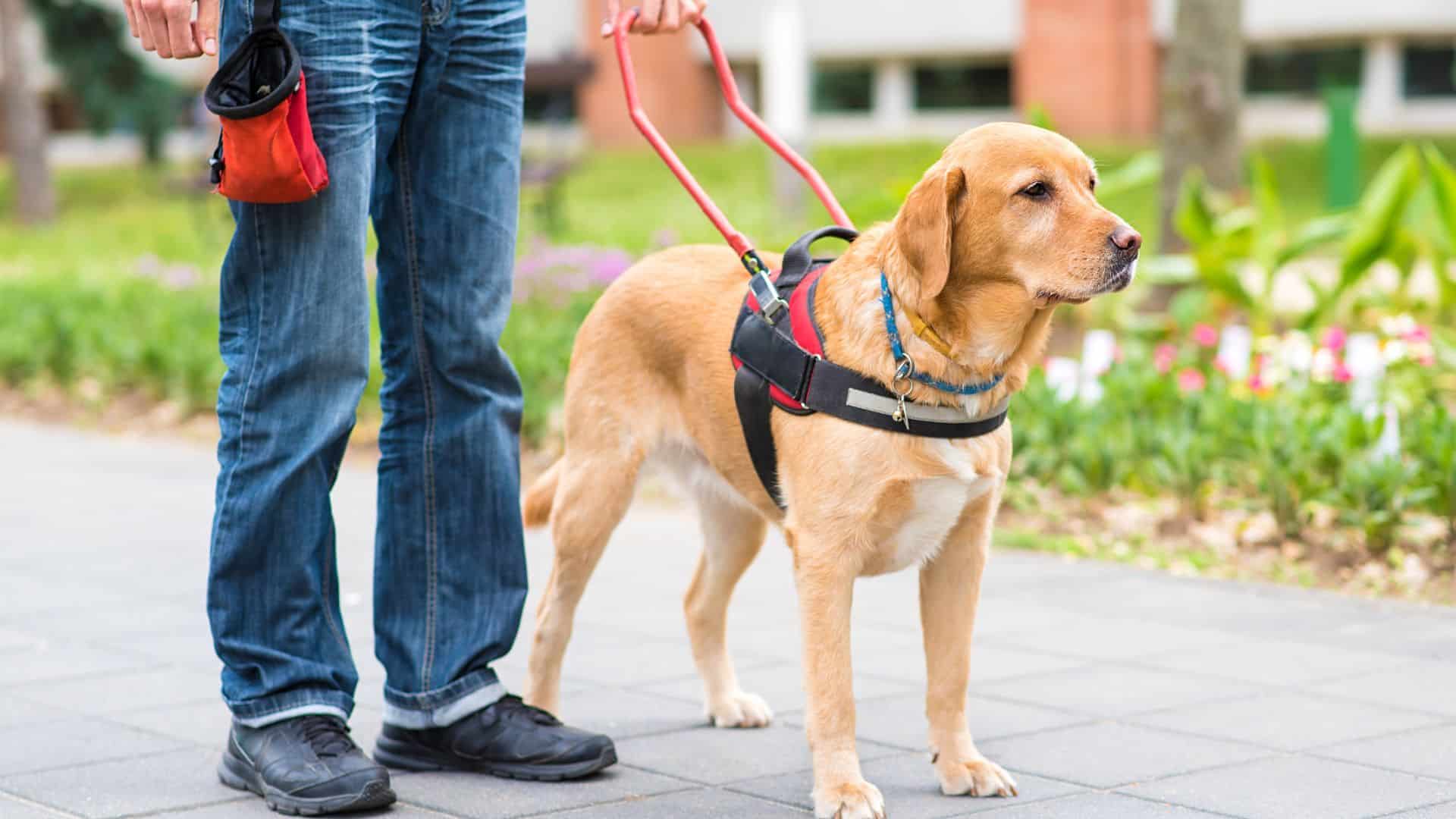 International Guide Dogs Day: A service dog on duty.