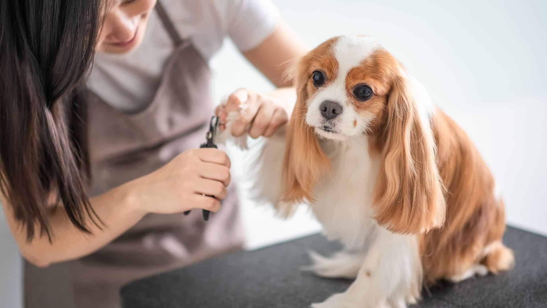 how to start a mobile dog grooming business