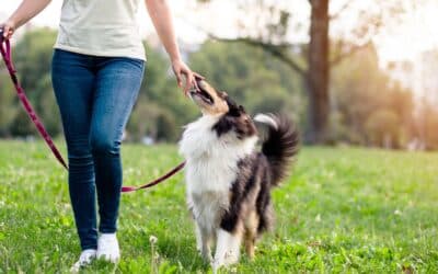 Master Loose Lead Dog Walking: How to Enjoy Strolls with Your Canine Companion