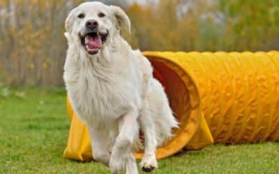 Dive into the World of Dog Sports: Exploring Fun Activities for Your Canine Companion