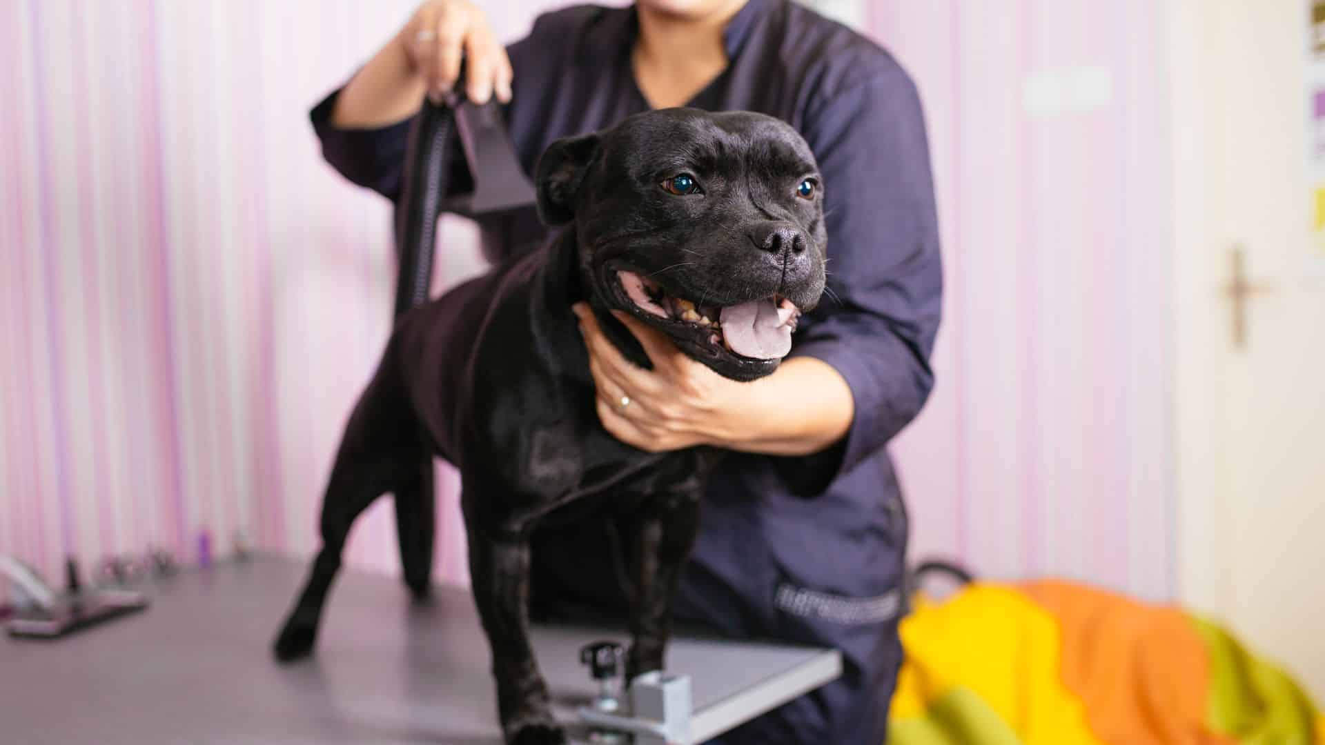 Are dog grooming businesses profitable?