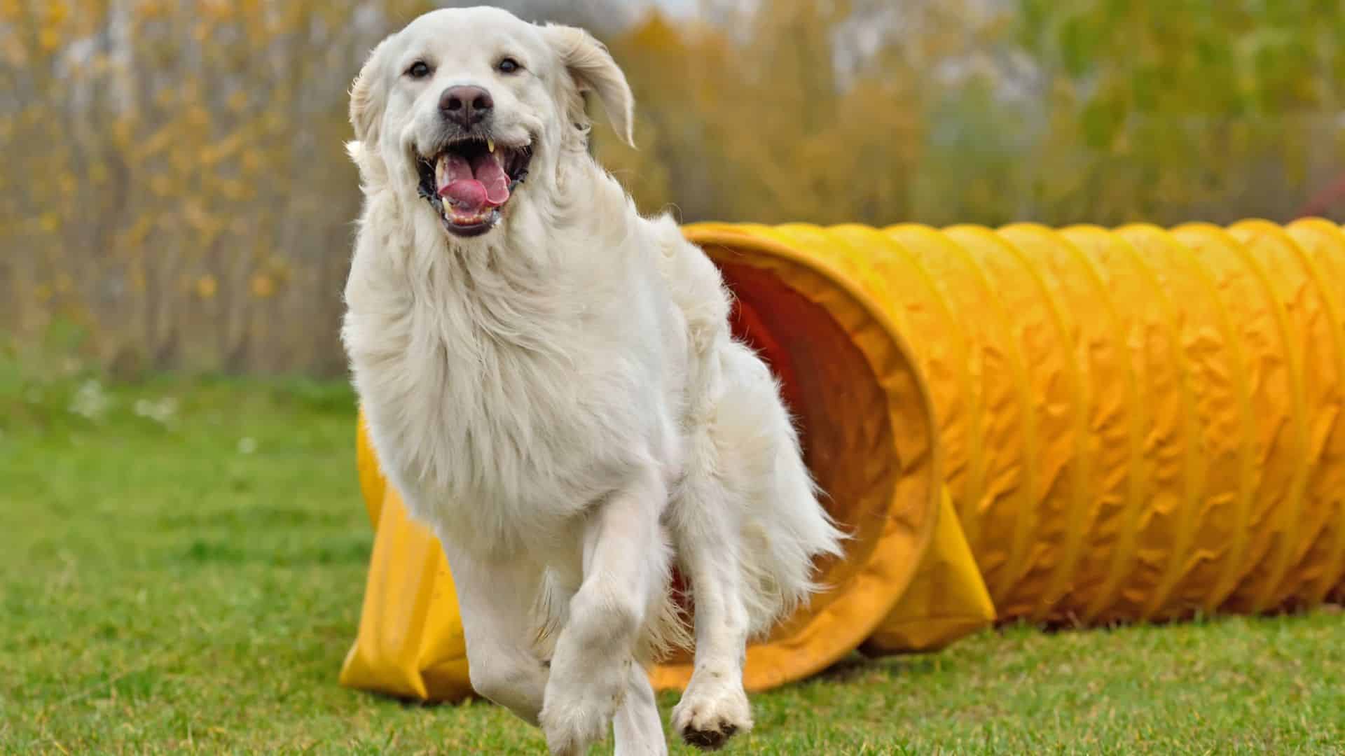 Dog Sports: A golden retriever running through a tunnel