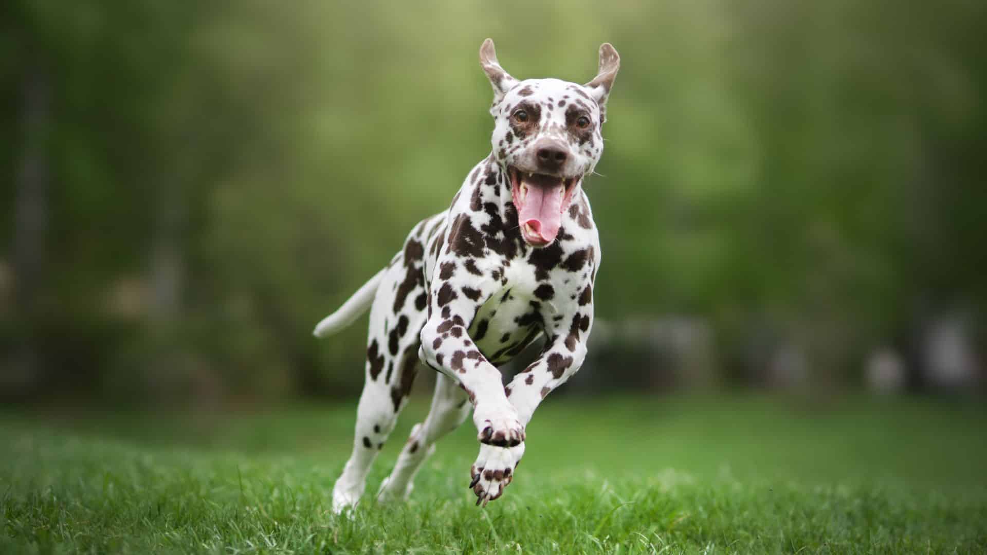 How to photograph a running dog