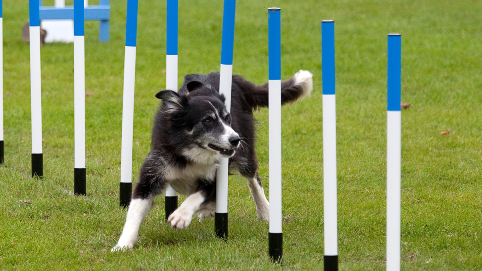 Dog Sports: A border collie completing an agility course. 