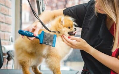How to Start a Mobile Dog Grooming Business