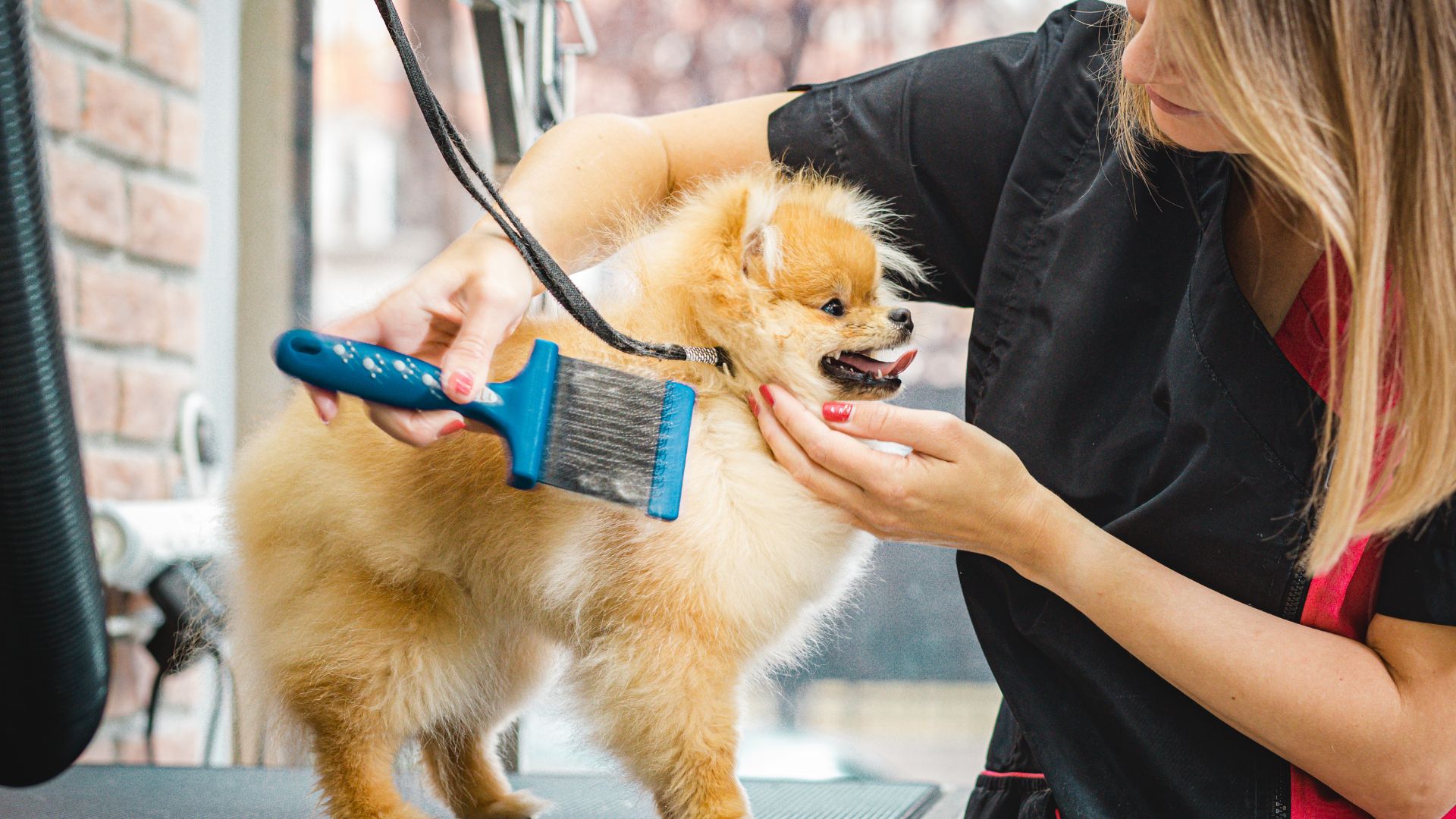 How to start a mobile dog grooming business