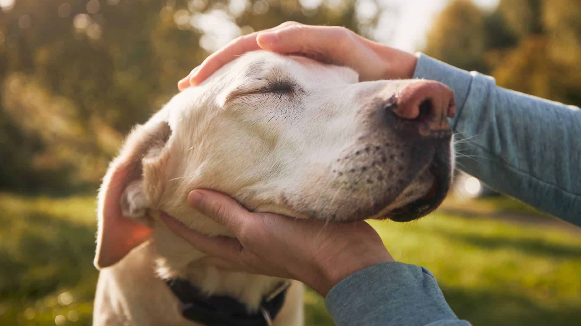 Building Lasting Bonds: Connecting with Dogs in Your Pet Business