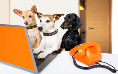 What Social Media Platforms Should You Consider for Your Pet Business?
