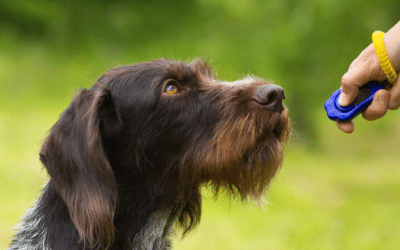 Dog Clicker Training: A Simple Guide to Positive Reinforcement