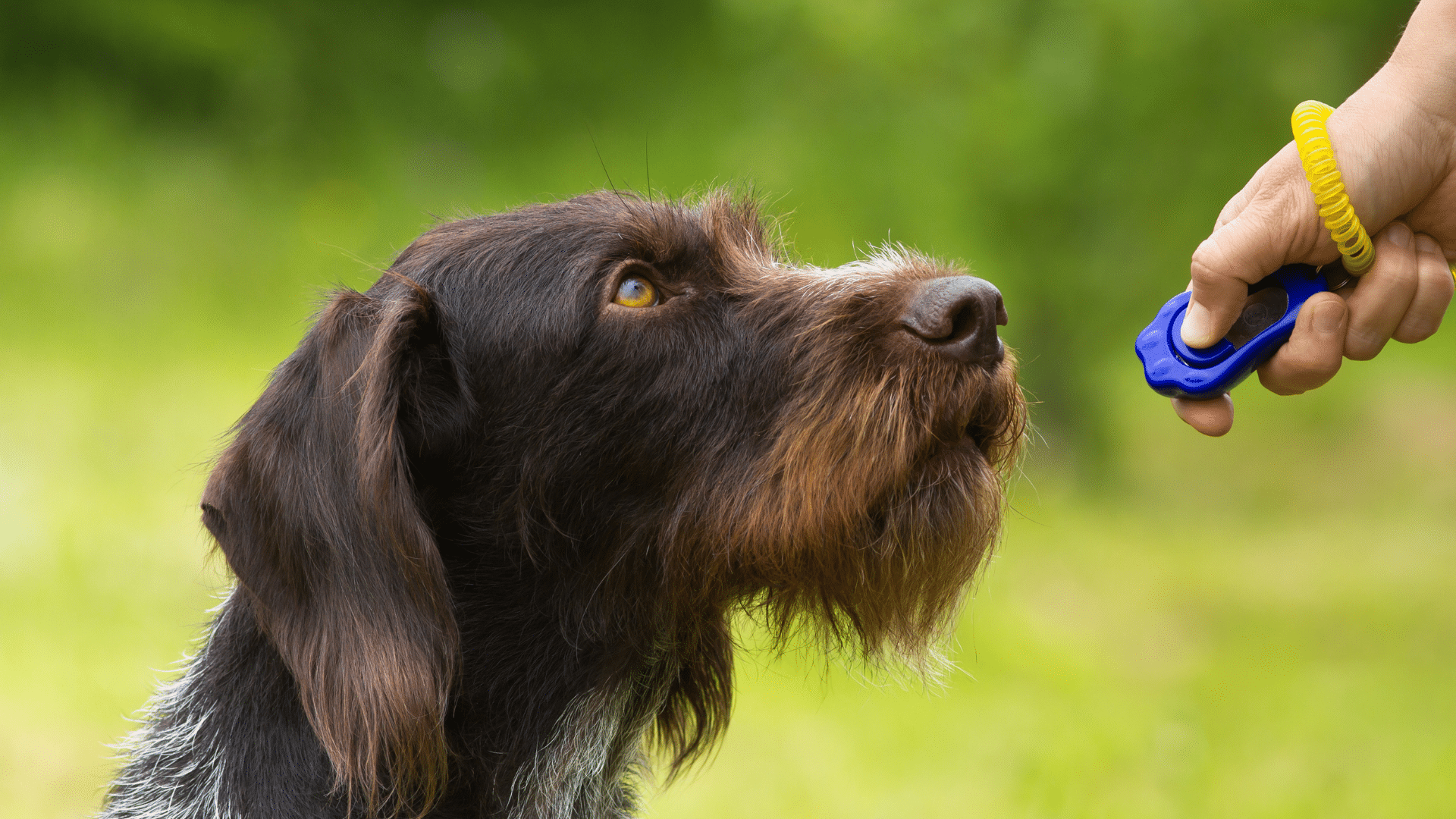 Dog clicker training: Positive reinforcement dog training